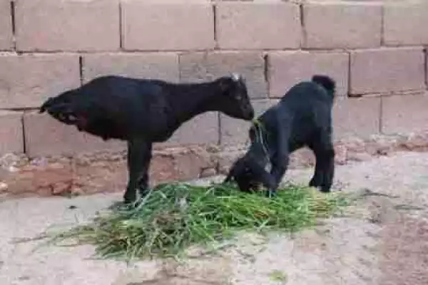 Unbelievable!! Goat Born With Only Two Legs Becomes Online Sensation
